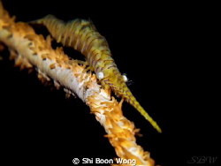 Yellow sawblade shrimp. Size of a toothpick. 
Canon G11,... by Shi Boon Wong 